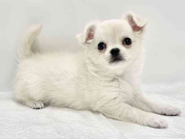 高知県のチワワ(ロング) (ひごペットフレンドリーイオンモール高知店/2026年1月31日生まれ/女の子/ホワイトクリーム)の子犬の3枚目の画像