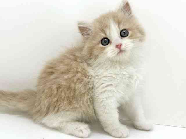 大阪府のラガマフィン (ひごペットフレンドリーいこらもーる泉佐野店/2026年1月31日生まれ/男の子/クリームタビーホワイト)の子猫の3枚目の画像