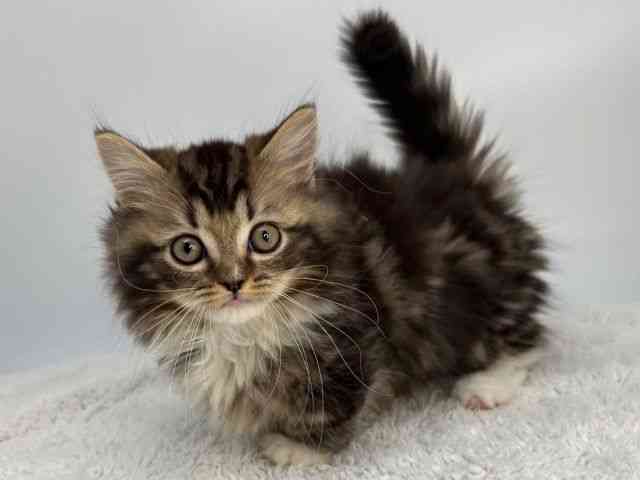 島根県のマンチカン (ひごペットフレンドリーイオンモール出雲店/2026年1月24日生まれ/男の子/ブラウンタビーホワイト)の子猫の3枚目の画像