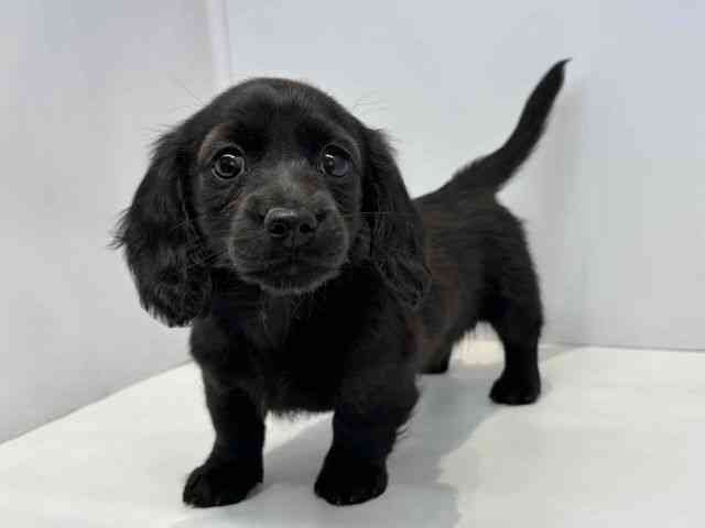 大阪府のミニチュアダックスフンド(ロング) (ひごペットフレンドリーセブンパーク天美店/2026年1月31日生まれ/女の子/ブラック)の子犬の3枚目の画像