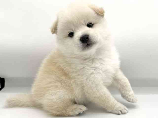 大阪府のポメ柴/豆ポメ/ポメ豆柴(ポメラニアン×柴犬) (ひごペットフレンドリーららぽーとEXPOCITY店/2026年1月31日生まれ/男の子/白)の子犬の3枚目の画像