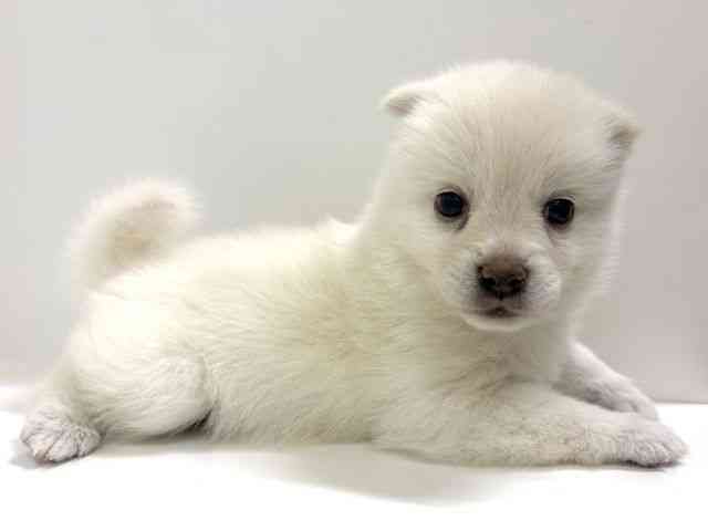 奈良県のポメ柴/豆ポメ/ポメ豆柴(ポメラニアン×柴犬) (ひごペットフレンドリーイオンモール橿原ウエスト・ビレッジ店/2026年1月31日生まれ/女の子/白)の子犬の3枚目の画像