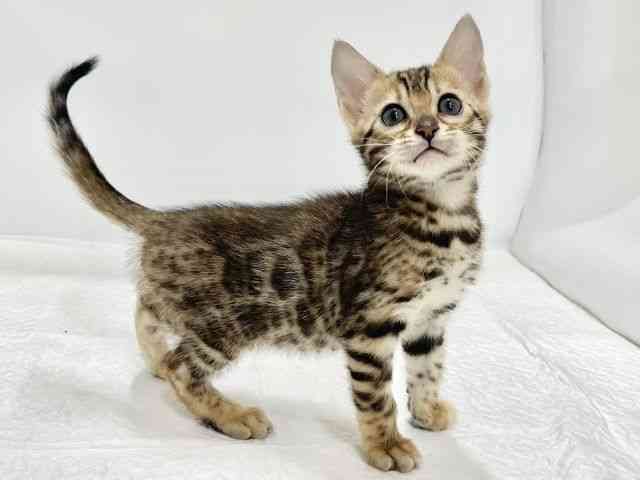 高知県のベンガル (ひごペットフレンドリーイオンモール高知店/2026年1月30日生まれ/女の子/ブラウンスポットタビー)の子猫の3枚目の画像