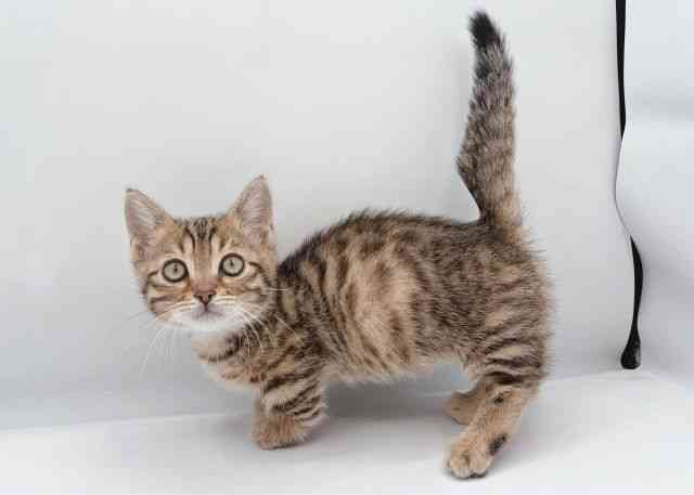 島根県のジェネッタ (ひごペットフレンドリーイオン松江ショッピングセンター店/2026年1月31日生まれ/女の子/ブラウンスポットタビー)の子猫の3枚目の画像