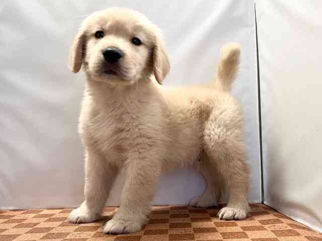 愛媛県のゴールデンレトリバー (ひごペットフレンドリーエミフルMASAKI店/2026年1月29日生まれ/男の子/ゴールデン)の子犬の3枚目の画像