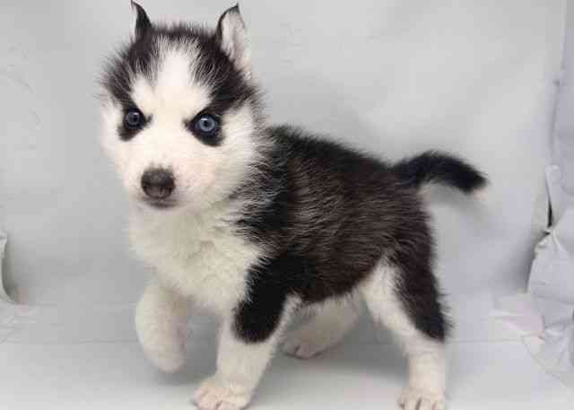 鳥取県のシベリアンハスキー (ひごペットフレンドリーイオンモール鳥取北店/2026年1月29日生まれ/男の子/ブラックホワイト)の子犬の3枚目の画像