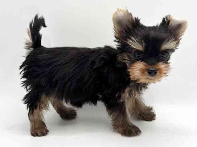 大阪府のヨークシャーテリア (ひごペットフレンドリーみのおキューズモール店/2026年1月29日生まれ/男の子/スチールブルータン)の子犬の3枚目の画像