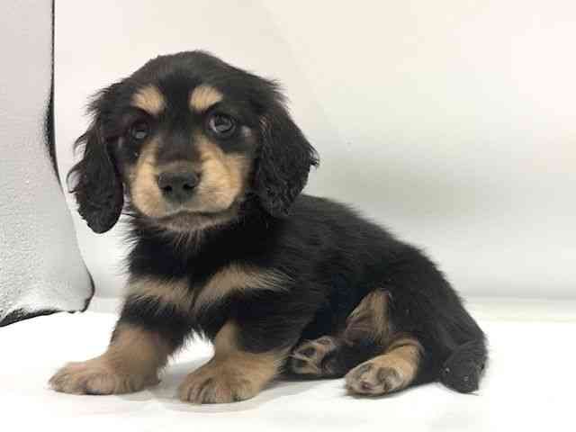 愛知県のミニチュアダックスフンド(ロング) (ひごペットフレンドリーヴィアモール アピタ江南西店/2026年1月31日生まれ/男の子/ブラックタン)の子犬の3枚目の画像