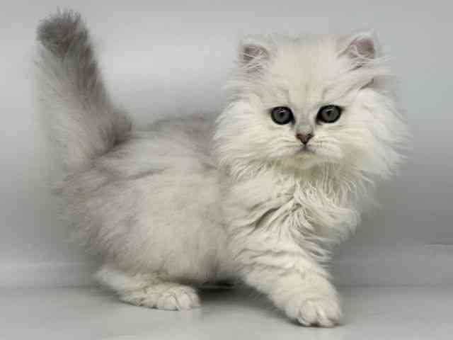 徳島県のペルシャ (ひごペットフレンドリーゆめタウン徳島店/2026年1月31日生まれ/女の子/チンチラシルバー)の子猫の3枚目の画像