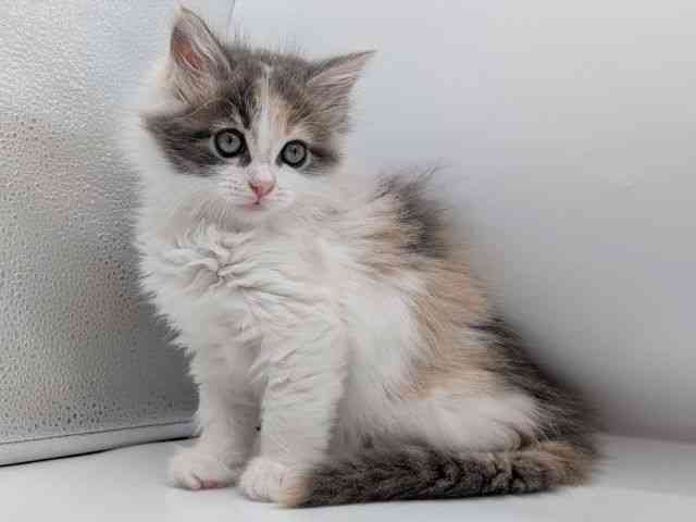 香川県のメインクーン (ひごペットフレンドリーゆめタウン高松店/2026年1月30日生まれ/女の子/ダイリュートキャリコ)の子猫の3枚目の画像