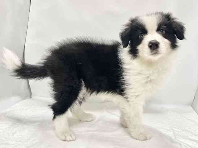 高知県のボーダーコリー (ひごペットフレンドリーイオンモール高知店/2026年1月31日生まれ/男の子/ブラックホワイト)の子犬の3枚目の画像