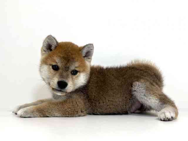 兵庫県の柴犬(標準サイズ) (ひごペットフレンドリーイトーヨーカドー明石店/2026年1月31日生まれ/男の子/赤)の子犬の3枚目の画像