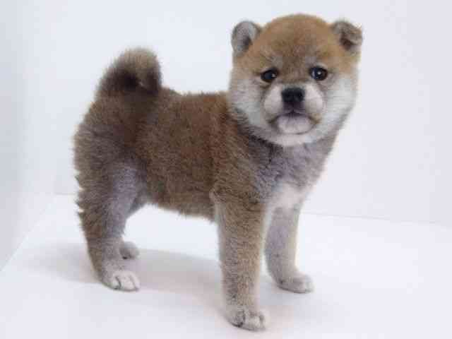 大阪府の柴犬(標準サイズ) (ひごペットフレンドリーいこらもーる泉佐野店/2026年1月31日生まれ/女の子/赤)の子犬の3枚目の画像