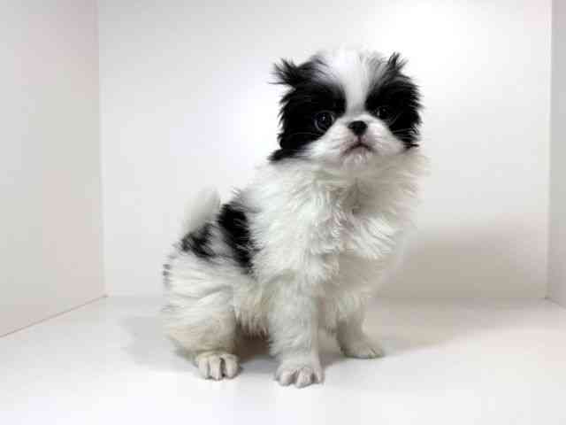 兵庫県の狆 (ひごペットフレンドリーイトーヨーカドー明石店/2026年2月1日生まれ/男の子/白黒)の子犬の3枚目の画像