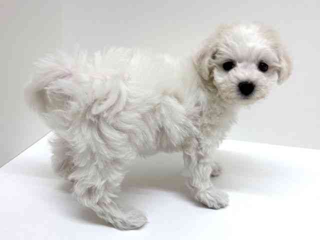 兵庫県のビションフリーゼ (ひごペットフレンドリーブルメールHAT神戸店/2026年2月1日生まれ/女の子/ホワイト)の子犬の3枚目の画像