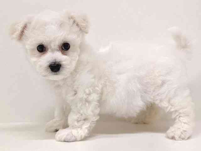 福岡県のビションフリーゼ (ひごペットフレンドリーリバーウォーク北九州店/2026年2月1日生まれ/女の子/ホワイト)の子犬の3枚目の画像