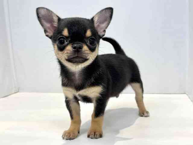 大阪府のチワワ(スムース) (ひごペットフレンドリーセブンパーク天美店/2026年2月1日生まれ/男の子/ブラックタン)の子犬の3枚目の画像