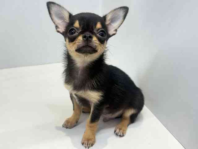 大阪府のチワワ(スムース) (ひごペットフレンドリーセブンパーク天美店/2026年2月1日生まれ/男の子/ブラックタン)の子犬の3枚目の画像