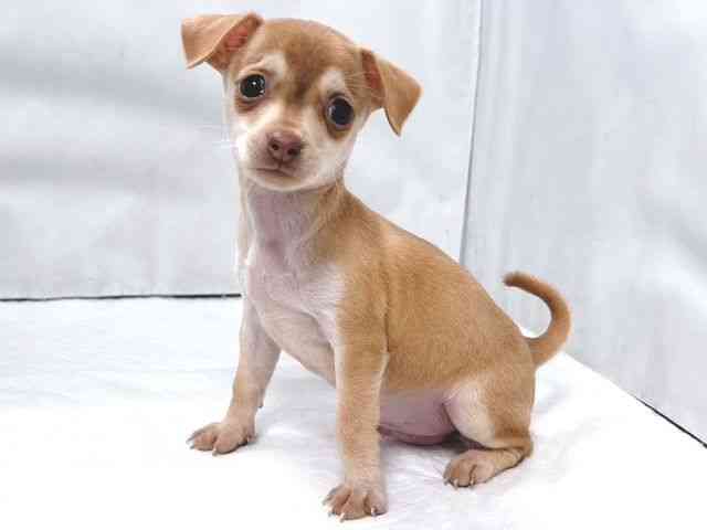 大阪府のチワピン(チワワ×ミニチュアピンシャー) (ひごペットフレンドリー堺プラットプラット店/2026年1月31日生まれ/男の子/チョコレートフォーン)の子犬の3枚目の画像