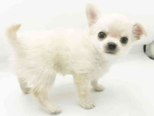 兵庫県のチワワ(ロング) (ひごペットフレンドリーコロワ甲子園店/2026年1月31日生まれ/男の子/クリーム)の子犬の3枚目の画像