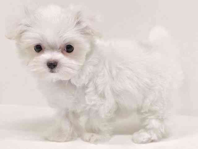 福岡県のマルチーズ (ひごペットフレンドリーリバーウォーク北九州店/2026年1月24日生まれ/女の子/ホワイト)の子犬の3枚目の画像