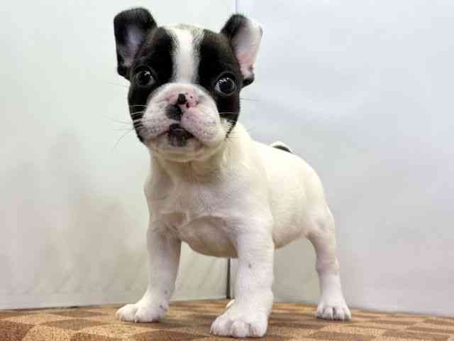愛媛県のフレンチブルドッグ (ひごペットフレンドリーエミフルMASAKI店/2026年2月1日生まれ/女の子/パイド)の子犬の3枚目の画像
