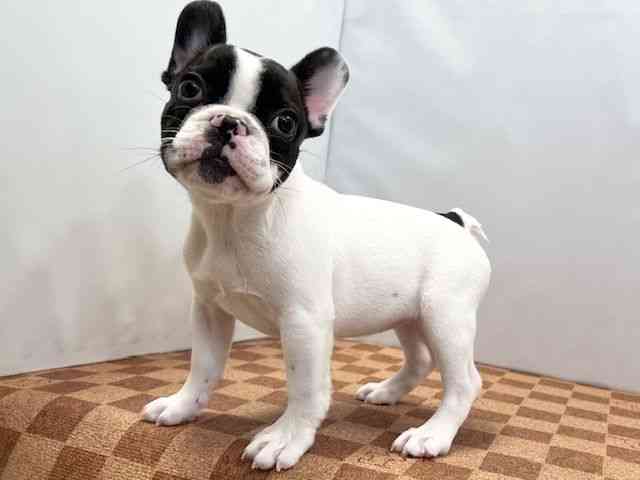 愛媛県のフレンチブルドッグ (ひごペットフレンドリーエミフルMASAKI店/2026年2月1日生まれ/女の子/パイド)の子犬の3枚目の画像