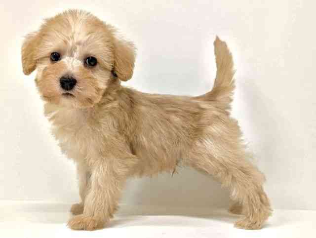 福岡県のシュナプー(シュナウザー×プードル) (ひごペットフレンドリーリバーウォーク北九州店/2026年1月30日生まれ/男の子/クリーム)の子犬の3枚目の画像