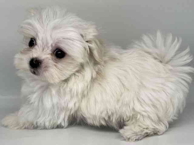 徳島県のマルチーズ (ひごペットフレンドリーゆめタウン徳島店/2026年1月29日生まれ/男の子/ホワイト)の子犬の3枚目の画像