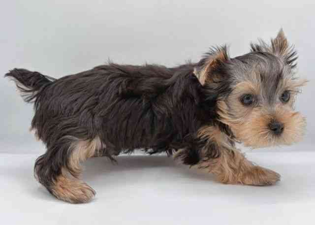 島根県のヨークシャーテリア (ひごペットフレンドリーイオン松江ショッピングセンター店/2026年1月28日生まれ/男の子/スチールブルータン)の子犬の3枚目の画像