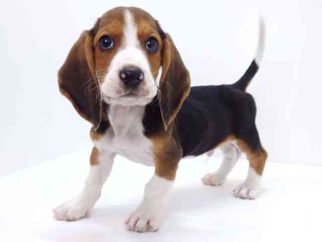 大阪府のハーフ犬・ミックス犬 (ひごペットフレンドリーいこらもーる泉佐野店/2026年1月26日生まれ/男の子/ブラックタンホワイト)の子犬の3枚目の画像