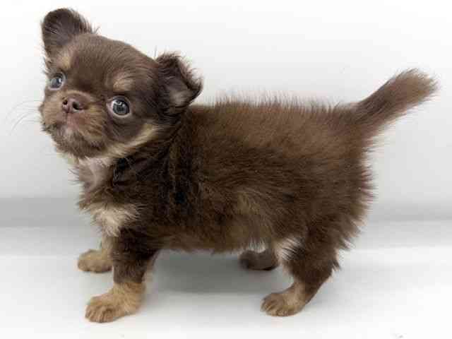 大阪府のチワワ(ロング) (ひごペットフレンドリーららぽーとEXPOCITY店/2026年2月1日生まれ/女の子/チョコレートタンホワイト)の子犬の3枚目の画像