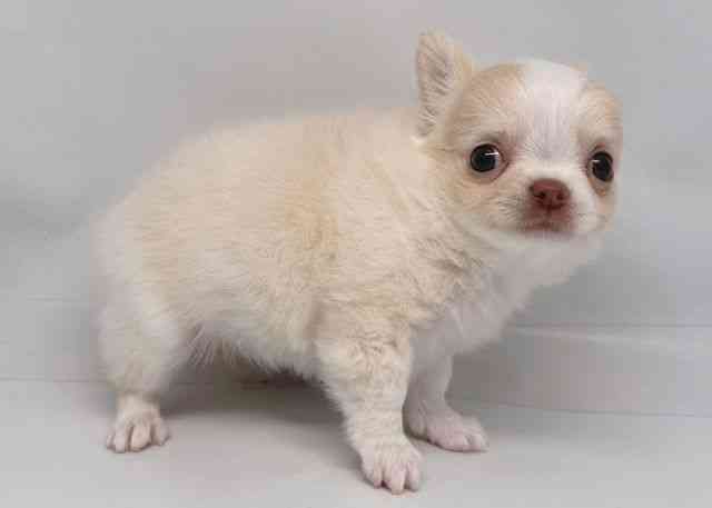 鳥取県のチワワ(ロング) (ひごペットフレンドリーイオンモール鳥取北店/2026年2月1日生まれ/女の子/クリームホワイト)の子犬の3枚目の画像