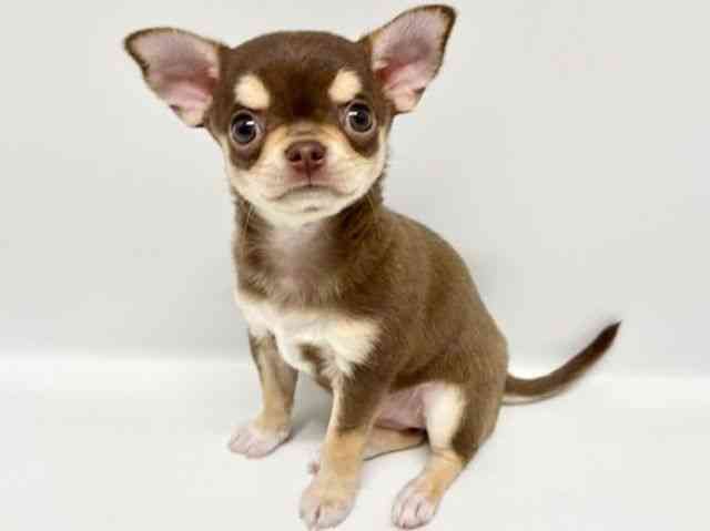 大阪府のチワワ(スムース) (ひごペットフレンドリーイオンタウン豊中庄内店/2026年1月30日生まれ/女の子/チョコレートクリームホワイト)の子犬の3枚目の画像