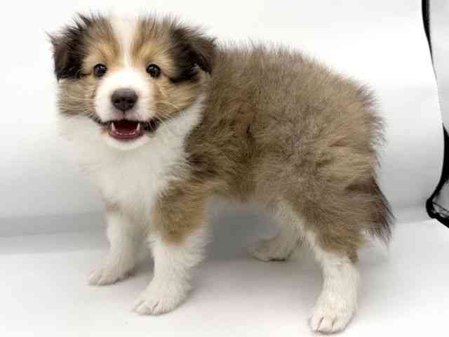 大阪府のシェットランドシープドッグ (ひごペットフレンドリーららぽーとEXPOCITY店/2026年1月31日生まれ/男の子/セーブルホワイト)の子犬の3枚目の画像