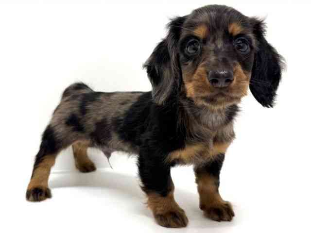 大阪府のミニチュアダックスフンド(ロング) (ひごペットフレンドリーくずはモール店/2026年2月1日生まれ/男の子/シルバーダップル)の子犬の3枚目の画像