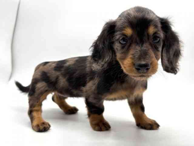 奈良県のミニチュアダックスフンド(ロング) (ひごペットフレンドリー田原本店/2026年2月1日生まれ/女の子/シルバーダップル)の子犬の3枚目の画像