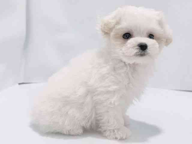 大阪府のマルプー(マルチーズ×プードル) (ひごペットフレンドリーイズミヤショッピングセンター千里丘店/2026年2月1日生まれ/女の子/ホワイト)の子犬の3枚目の画像