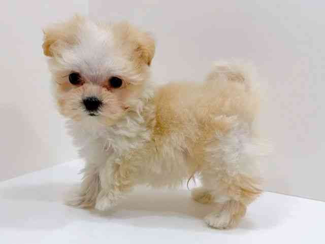 広島県のマルプー(マルチーズ×プードル) (ひごペットフレンドリーフジグラン神辺店/2026年2月1日生まれ/男の子/クリーム)の子犬の3枚目の画像