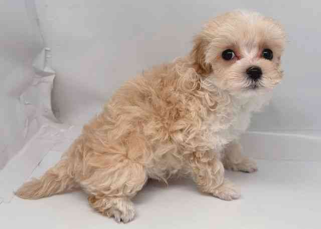 鳥取県のハーフ犬・ミックス犬 (ひごペットフレンドリーイオンモール鳥取北店/2026年1月30日生まれ/女の子/クリーム)の子犬の3枚目の画像