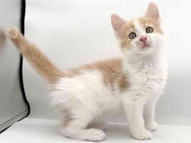 大阪府のメインクーン (ひごペットフレンドリーイオンそよら海老江店/2026年1月30日生まれ/男の子/クリームタビーホワイト)の子猫の3枚目の画像