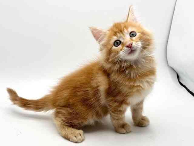 大阪府のメインクーン (ひごペットフレンドリーみのおキューズモール店/2026年1月30日生まれ/男の子/レッドタビー)の子猫の3枚目の画像