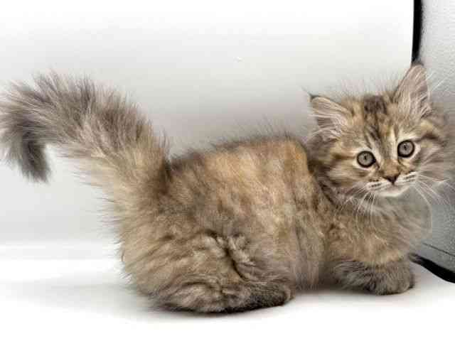 愛知県のミヌエット (ひごペットフレンドリープライムツリー赤池店/2026年1月27日生まれ/女の子/ブラウンパッチドマッカレルタビーホワイト)の子猫の3枚目の画像