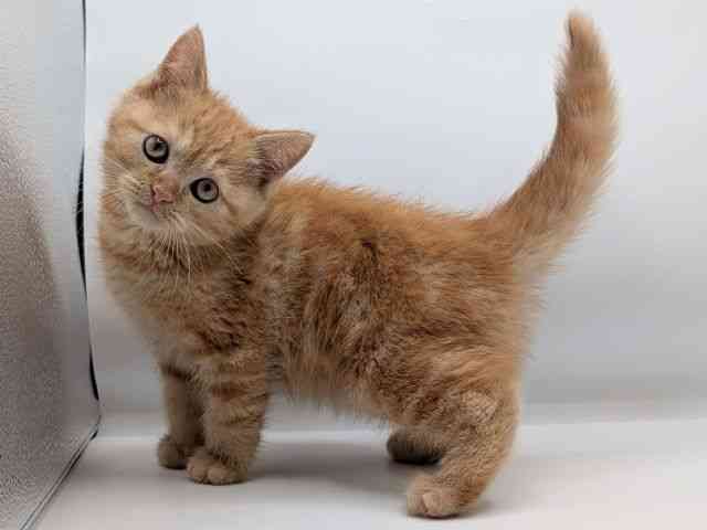 香川県のミヌエット (ひごペットフレンドリーゆめタウン高松店/2026年1月27日生まれ/男の子/レッドタビー)の子猫の3枚目の画像