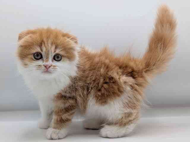 香川県のスコティッシュフォールド (ひごペットフレンドリーゆめタウン高松店/2026年1月27日生まれ/男の子/レッドタビーホワイト)の子猫の3枚目の画像