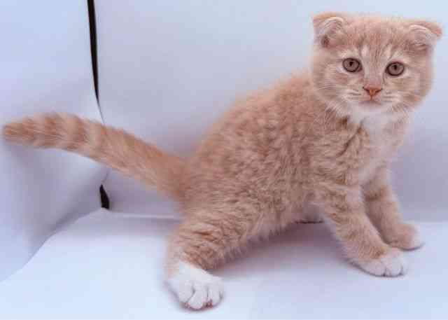 島根県のスコティッシュフォールド (ひごペットフレンドリーイオン松江ショッピングセンター店/2026年1月30日生まれ/男の子/クリームマッカレルタビーホワイト)の子猫の3枚目の画像