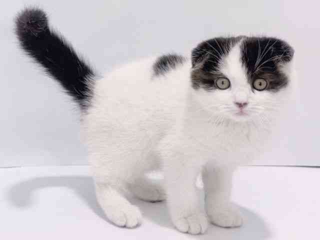 大阪府のスコティッシュフォールド (ひごペットフレンドリーイズミヤショッピングセンター千里丘店/2026年1月30日生まれ/男の子/ブラックスモークホワイト)の子猫の3枚目の画像