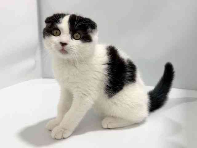 大阪府のスコティッシュフォールド (ひごペットフレンドリーイズミヤショッピングセンター千里丘店/2026年1月30日生まれ/男の子/ブラックスモークホワイト)の子猫の3枚目の画像