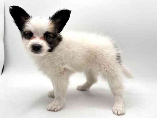 奈良県のパピヨン (ひごペットフレンドリー田原本店/2026年2月1日生まれ/女の子/ホワイトブラウン)の子犬の3枚目の画像