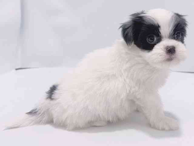 大阪府のハーフ犬・ミックス犬 (ひごペットフレンドリーイズミヤショッピングセンター千里丘店/2026年1月31日生まれ/男の子/パーティーカラー)の子犬の3枚目の画像